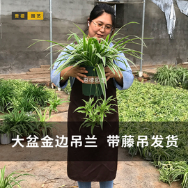 产地直发大盆金边吊兰带藤吊花，绿植盆栽花卉室内净化空气吸甲醛