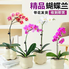 蝴蝶兰花苗鲜花盆栽带花苞花办公桌室内客厅四季花卉植物好养活