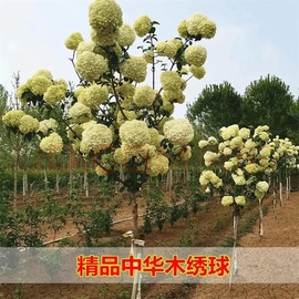 庭院别墅木本绣球花苗中华斗绣球树苗盆栽地栽植物楼顶阳巨型绣球