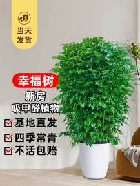 幸福树客厅盆栽大型绿植办公室，好养盆景发财树新房，除甲醛室内植物