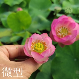 妃嫣  真小微型迷你荷花碗莲睡莲种子藕盆栽水培水生植物