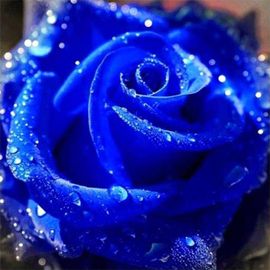 钻石画2024花卉现代简约客厅餐厅蓝色妖姬贴钻十字绣玫瑰满钻