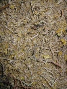 中药材中草药佛耳草 500克