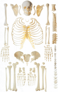 170cm人体全身自然大骨骼 游离骨 成人骨 18103人体骨骼散骨模型