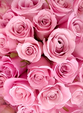 粉红花卉玻璃贴膜NO.04891花朵玻璃膜 浴室玻璃门装饰贴膜