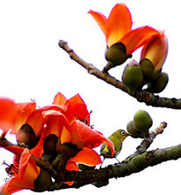 木棉树苗绿化苗绿化树英雄树