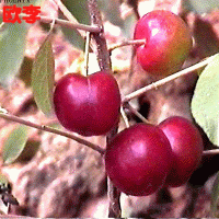 观赏/食用/保健/野果珍品——欧李/钙果（种苗10元/株5株起购）