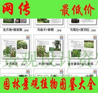 2012年园林景观设计资料 植物介绍文档图鉴 植物简介参照12.4G