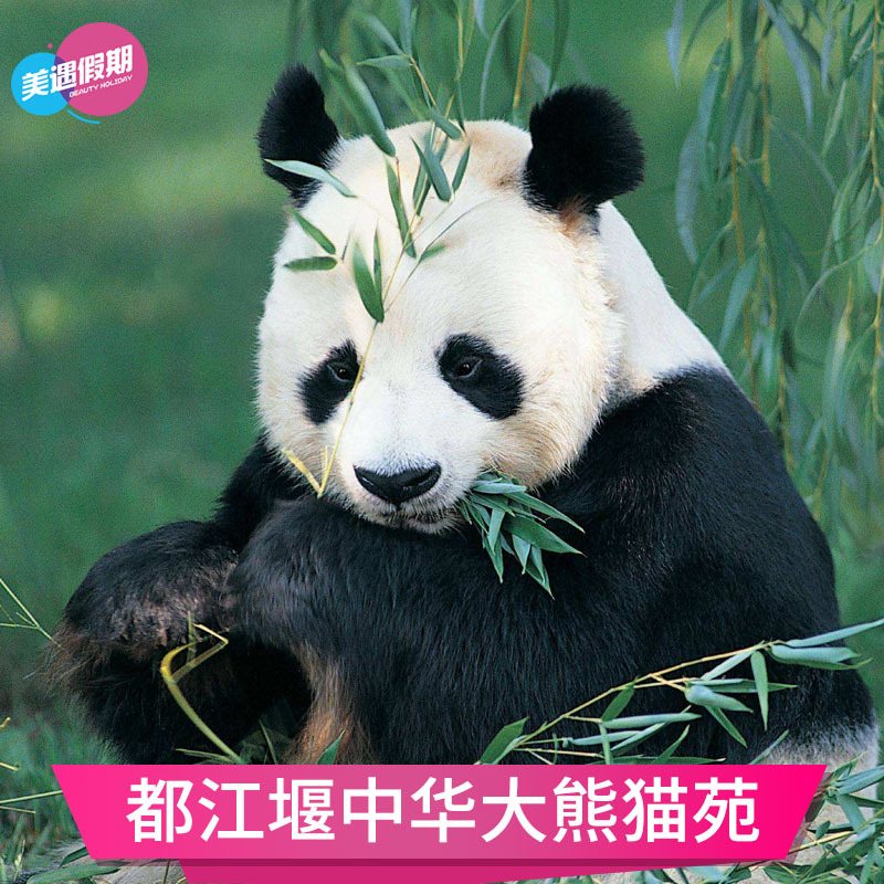 [都江堰熊猫乐园-大门票]成都都江堰中华大熊猫苑大门票