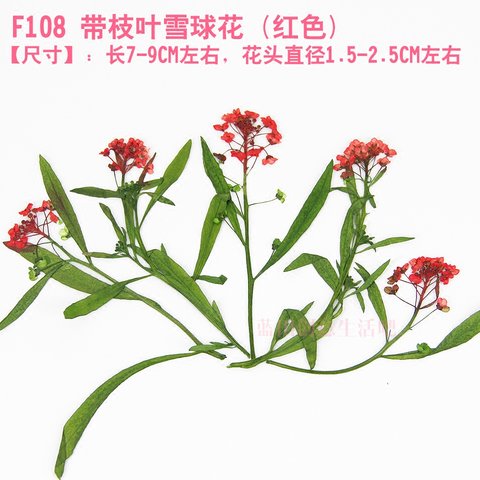 整枝押花干花diy手工自制香熏蜡片花材ab胶手机壳饰品压花雪球花