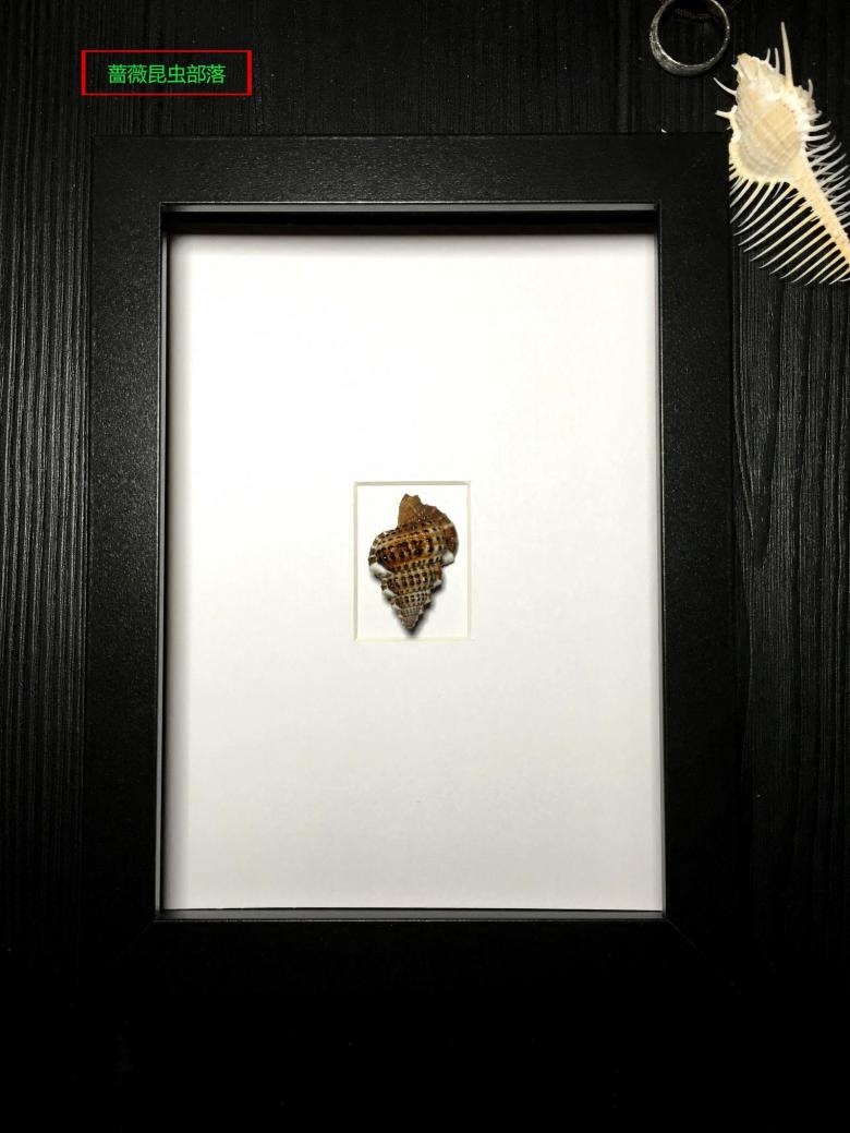 奇趣的海洋生物·热带印度洋美丽的海螺标本A++++03|msdalam kategori Aksesori rumah, lukisan hiasan, Spesimen lukisan hiasan - dari Buy2taobao.com untuk memberikan perkhidmatan ejen Taobao profesional membeli