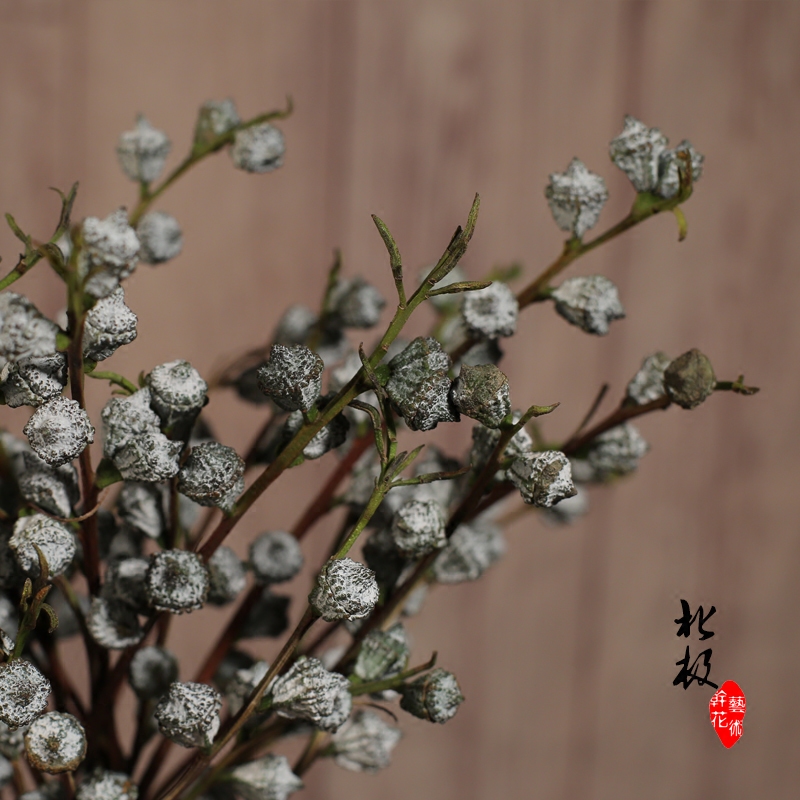 尤加利果天然蓝桉果会所装饰摆设艺术干花干果拍摄道具diy花束