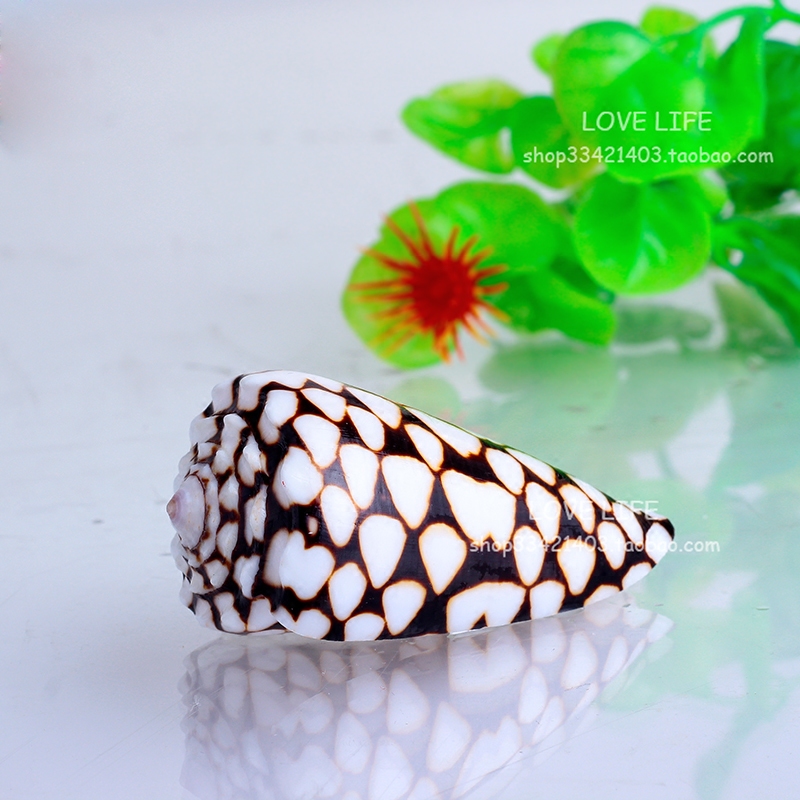 大理石芋螺蛇皮螺长约5.5-7cm天然贝壳海螺鱼缸造景地台摄影道具