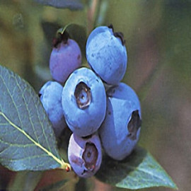 蓝莓苗庭院地栽盆栽蓝莓苗矮丛蓝莓苗芬蒂抗寒能力强大苗当年结果