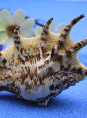 满35包邮七角螺 鱼缸水族箱 地台装饰收藏 天然海螺珊瑚贝壳