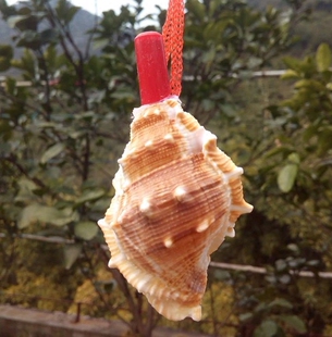 天然海螺贝壳贝壳口哨海螺螺号 扁剌螺螺号 刺海螺口哨