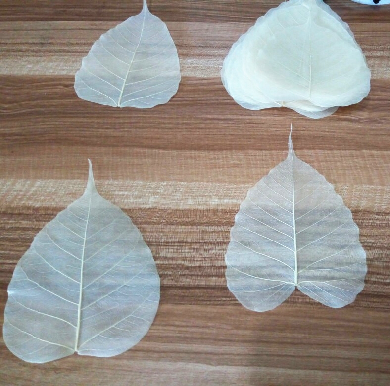 天然菩提叶脉 贝叶画书法绘画 心经佛经抄写  菩提画