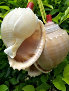 天然海螺口哨 大西瓜 海螺吹哨子 男女通用贝壳螺吹螺号