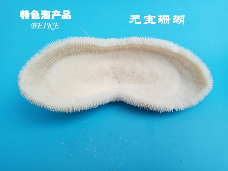 天然珊瑚石礁 特大贝壳海螺 鱼缸水族箱造景 元宝珊瑚 家居摆件礼|ruв категории Домашний быт, творческие украшения, густой/раковина/кораллы - от Buy2taobao.com для оказания профессиональной услуги покупки агента Taobao