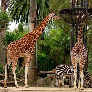 Melbourne Zoo 墨尔本动物园门票 秒出票 墨尔本动物园 门票