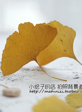 天然干花黄色银杏叶干树叶 搭配装饰摆件  拍照摄影搭配道具