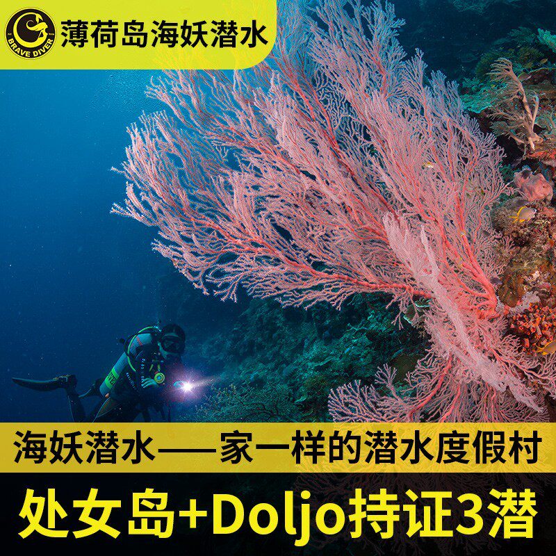 海妖潜水 菲律宾薄荷岛持证潜水doljo 处女岛持证3潜持证深潜 北京飞岛旅游专营店