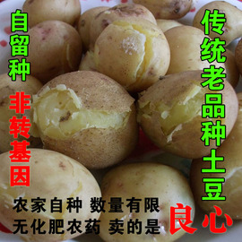 农家自产土豆新鲜洋芋纯天然土豆黄瓤沙面非转基因土豆老品种 5斤