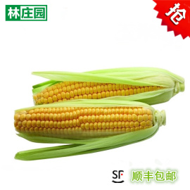 林庄园带皮玉米棒350g/个 甜玉米新鲜时鲜菜满5件