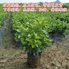 横县茉莉花苗盆栽观花卉绿植物室内阳台庭院净化空气四季开花不断