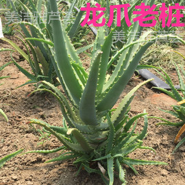 龙爪菊药用食用芦荟苗盆栽植物，木立芦荟龙爪新鲜叶子叶片干花花苞