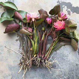 睡莲水培植物四季水养荷花水，莲花盆栽花卉水池塘大睡莲根块带花苞