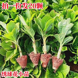 20颗装绣球花小苗大花绣球，无尽夏当年(夏当年)开花绣球花阳台庭院盆栽花苗