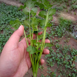 香菜籽苗山东四季香菜，种子盆栽食用香，菜苗蔬菜种子阳台种