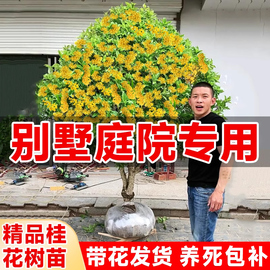 特大苗桂花树苗大树嫁接四季桂花卉，庭院绿植物老桩盆栽金丹桂(金丹桂)