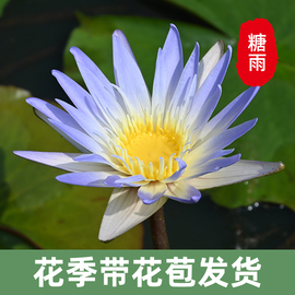 迷你睡莲 糖雨 浓香水培植物花苗微型莲花四季小盆栽水生碗莲根茎