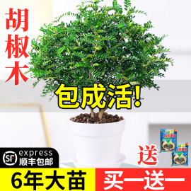 正宗清香胡椒木盆栽花卉室内外驱蚊草植物树苗老桩盆景九里香绿植