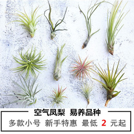 空气凤梨无土植物室内客厅桌面，绿植盆栽花卉草花老人须红精灵多款