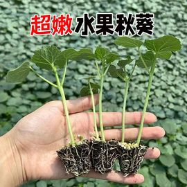 黄秋葵苗盆栽家庭阳台水果蔬菜种植四季绿植物菜种子孑籽秧苗大全