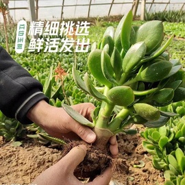 玉树盆栽老桩大叶红边玉树树苗多肉植物大颗好养室内花卉绿植