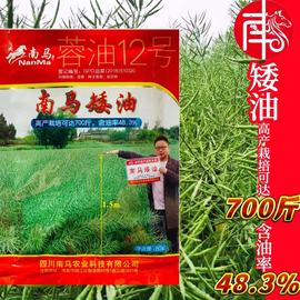 油菜籽种孑矮杆榨油观赏花种子南方北方油菜籽春季油菜花籽