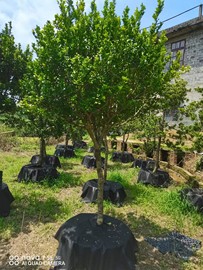 香水米兰花盆栽四季开花浓香，阳台花卉绿植，庭院常青盆景老桩大树苗