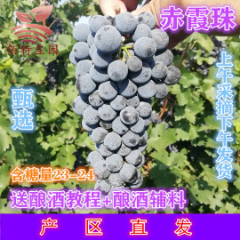 佰特庄园宁夏现摘现发酿酒葡萄新鲜20斤装自酿酿酒葡萄赤霞珠晚熟