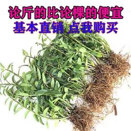 雁荡山红杆铁皮石斛苗，新鲜可食用三年石斛，苗绿植盆栽