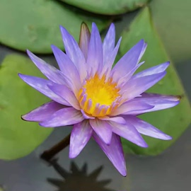 台湾引种九品香莲水培植物，四季水养池塘荷花，盆栽睡莲苗带花苞根块