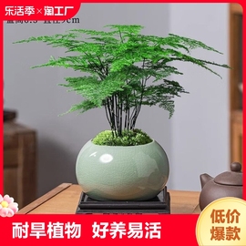 文竹盆栽植物室内办公室水培客厅懒人小绿植花卉大全盆景四季常青