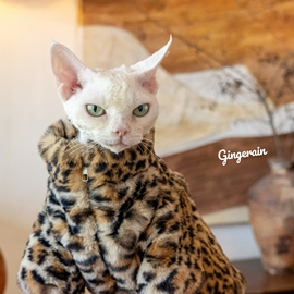 gingerain仿兔毛豹纹无毛猫，衣服短毛绒猫咪，德文挡风皮草大衣暴帅