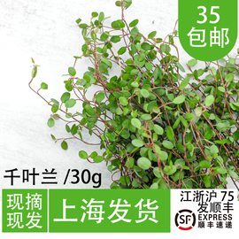 新鲜千叶吊兰烘焙西餐私房菜冷艺意境摆盘花草30g蛋糕装饰长寿藤