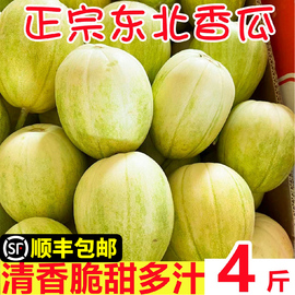 东北香瓜小甜瓜新鲜4斤水果时令应当季水果整箱白糖罐面蜜瓜