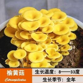 (1-3包)家庭阳台o蘑菇菌包菌种食用菌平菇菌包菌棒多肉植物绿植