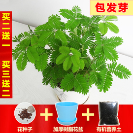 害羞草种子含羞草盆栽植物套餐阳台绿植花卉种子薄荷种籽四季易种